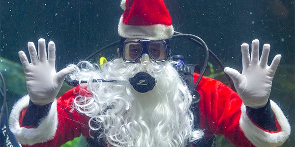 SCUBA Claus Returns For The Tennessee Aquarium’s Annual Holidays Under ...